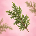 Biota Orientalis Leaf Extract