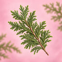 Oriental Arborvitae Leaf